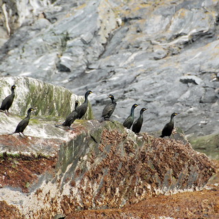 Zodiac tour - Cormorants